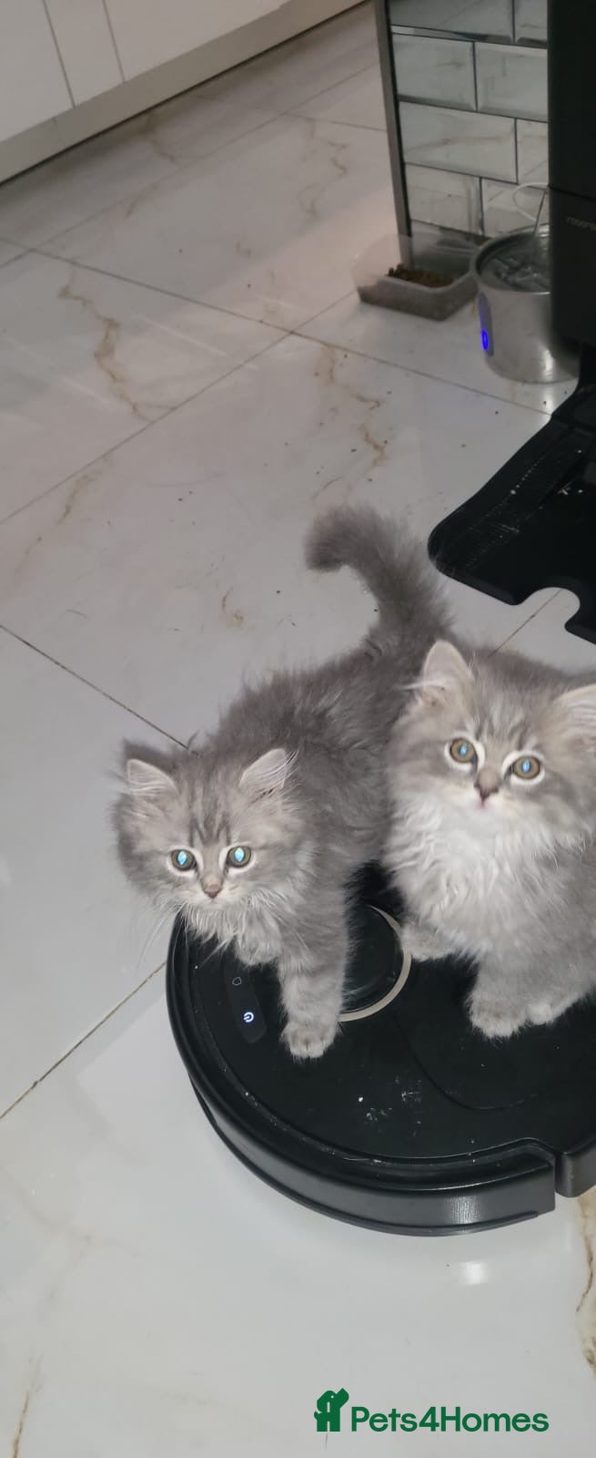 Ragdoll cats 4  wonderful ragdoll kitten looking for happy Homy - Advert 1