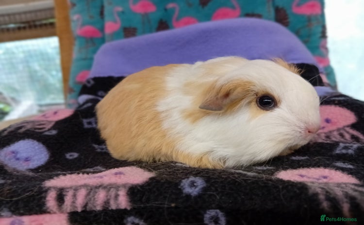 Guinea Pig rodents for sale - Advert 3