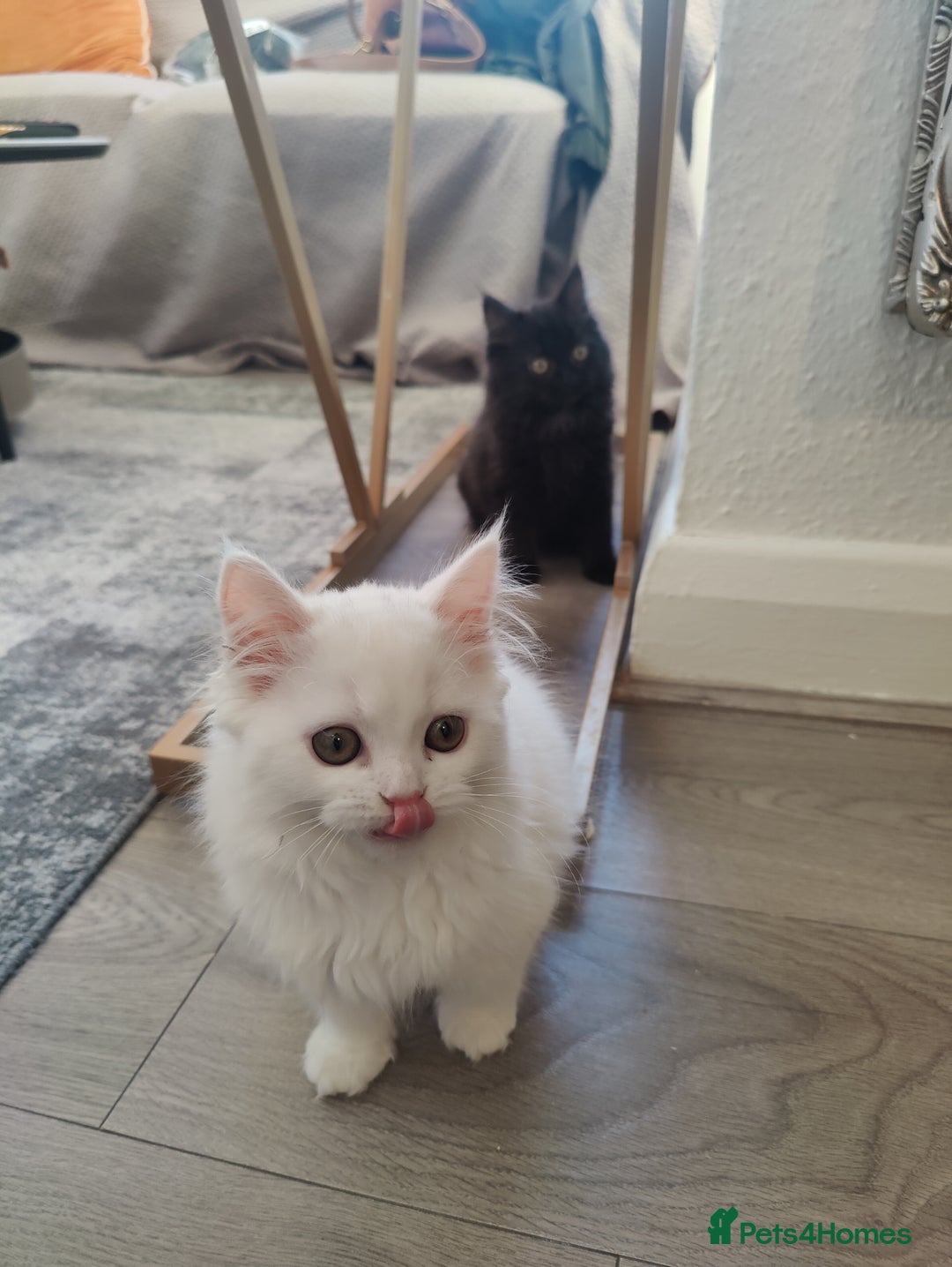 Mixed Breed cats for sale: Persian Mix kittens  - Advert 34