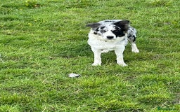 Golden Retriever dogs for sale: Beautiful Golden Retriever x Border Collies Pups - Image 14