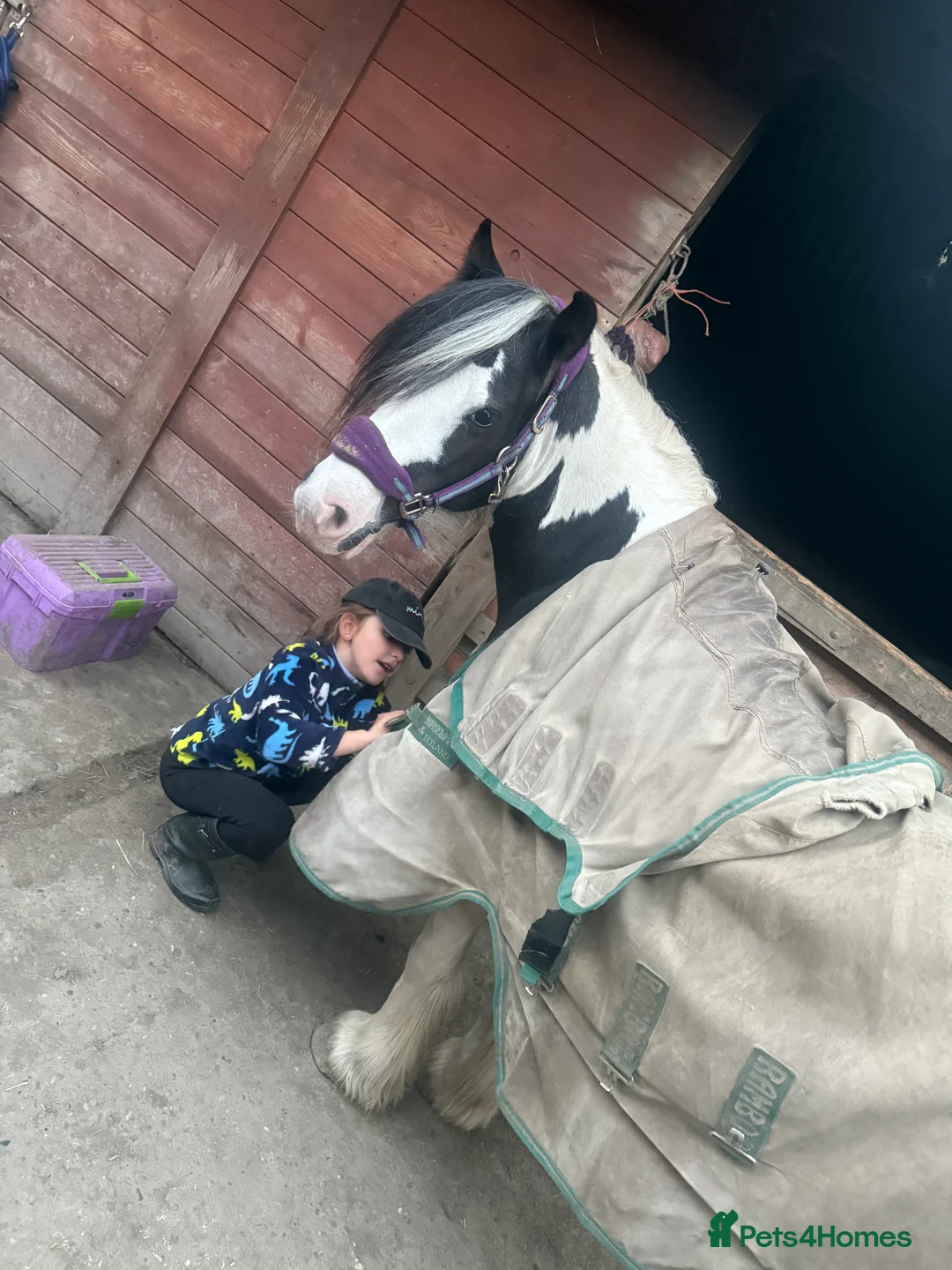 Irish Cob horses for sale: 12hh piebold pony for sale - Advert 4