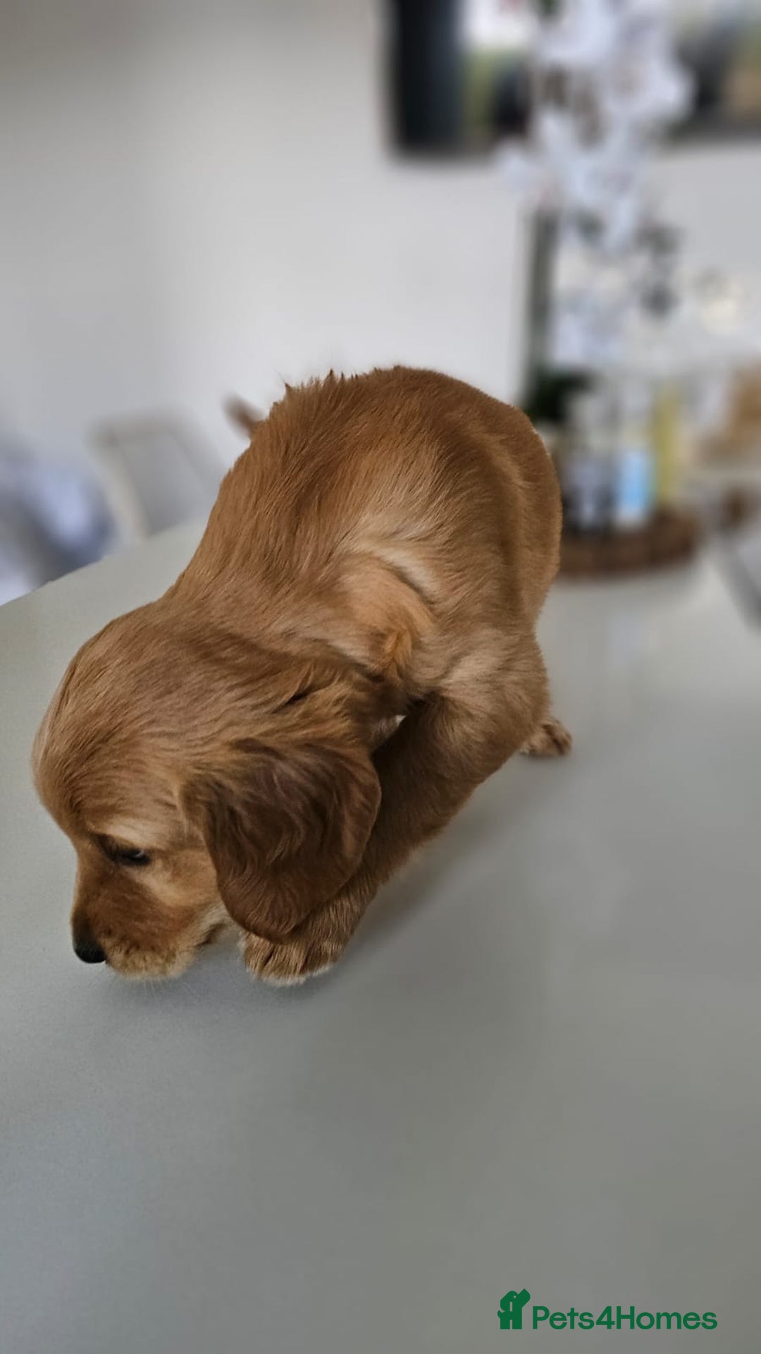 Golden Retriever dogs for sale: Golden Retriever Puppies  - Image 27