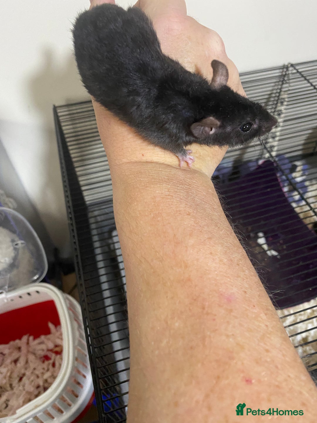 Rat rodents for sale: Baby Rats Male & Female - Image 12