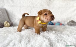 Shar Pei dogs for sale: ⭐️Quality Shar pei puppies for sale⭐️ - Image 26