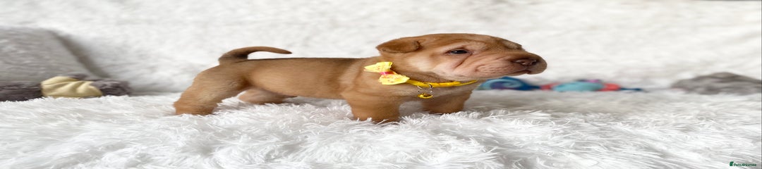 Yellow Collar: BOY / Brush Coat - Apricot