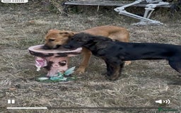 Mixed Breed dogs for adoption: Amaya is a gorgeous pup looking for the best home - Image 3