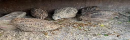 Chickens poultry for sale: Pure breed Pekin chicken eggs, quail hatching eggs - Advert 7