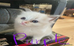Ragdoll cats for sale: 6 Adorable Ragdoll kittens  - Image 9