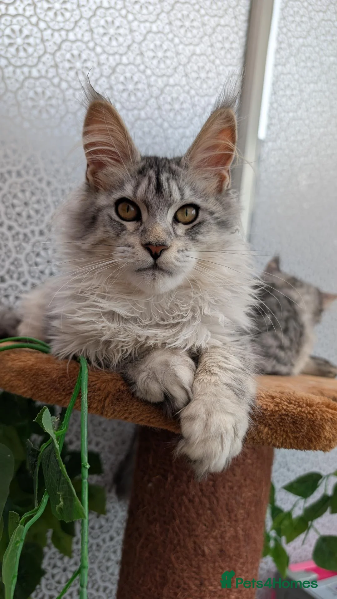 Maine Coon cats for sale: Stunning Tica registered Maine coon kittens - Advert 2