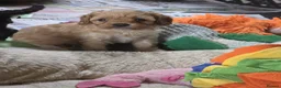 Cavapoo dogs for sale: F1 CAVAPOO PUPS - Advert 3