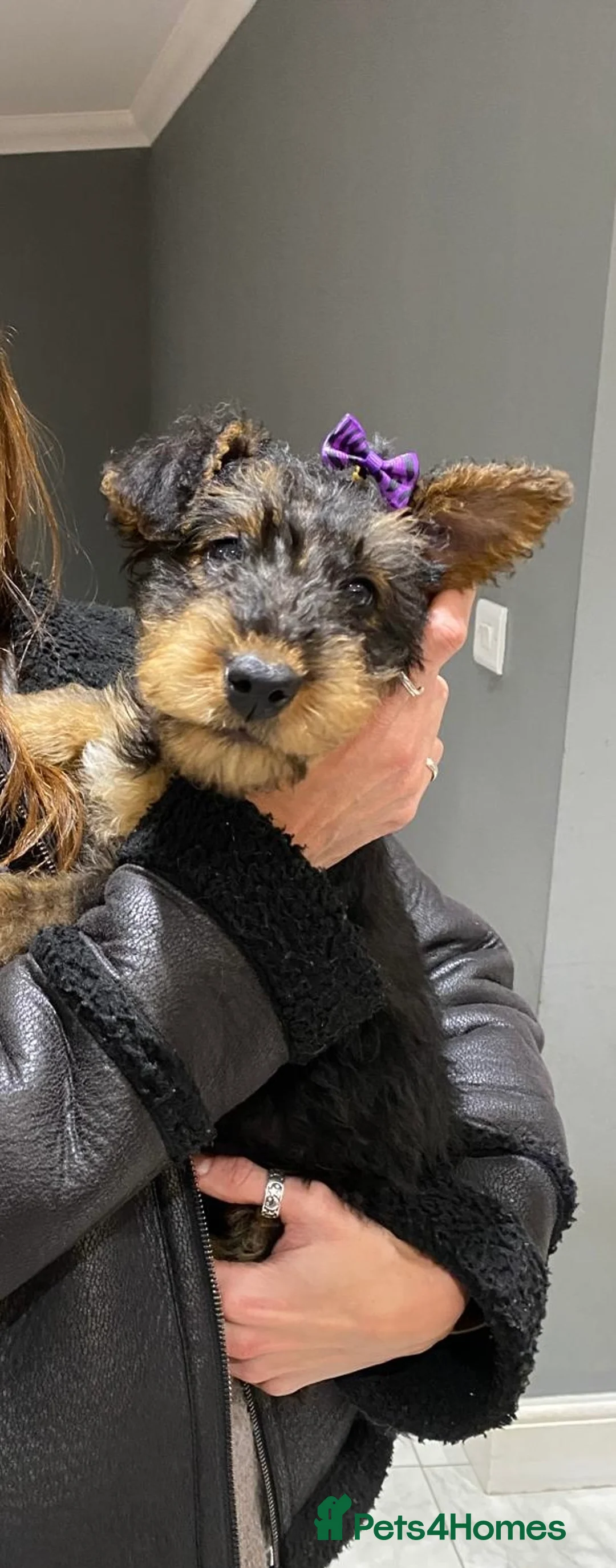 Airedale Terrier dogs for sale: Pure breed Airedale Terriers for sale - Advert 8