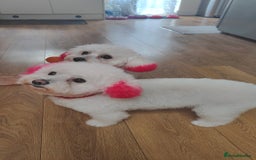 Mixed Breed dogs for sale: Maltese  - Image 3