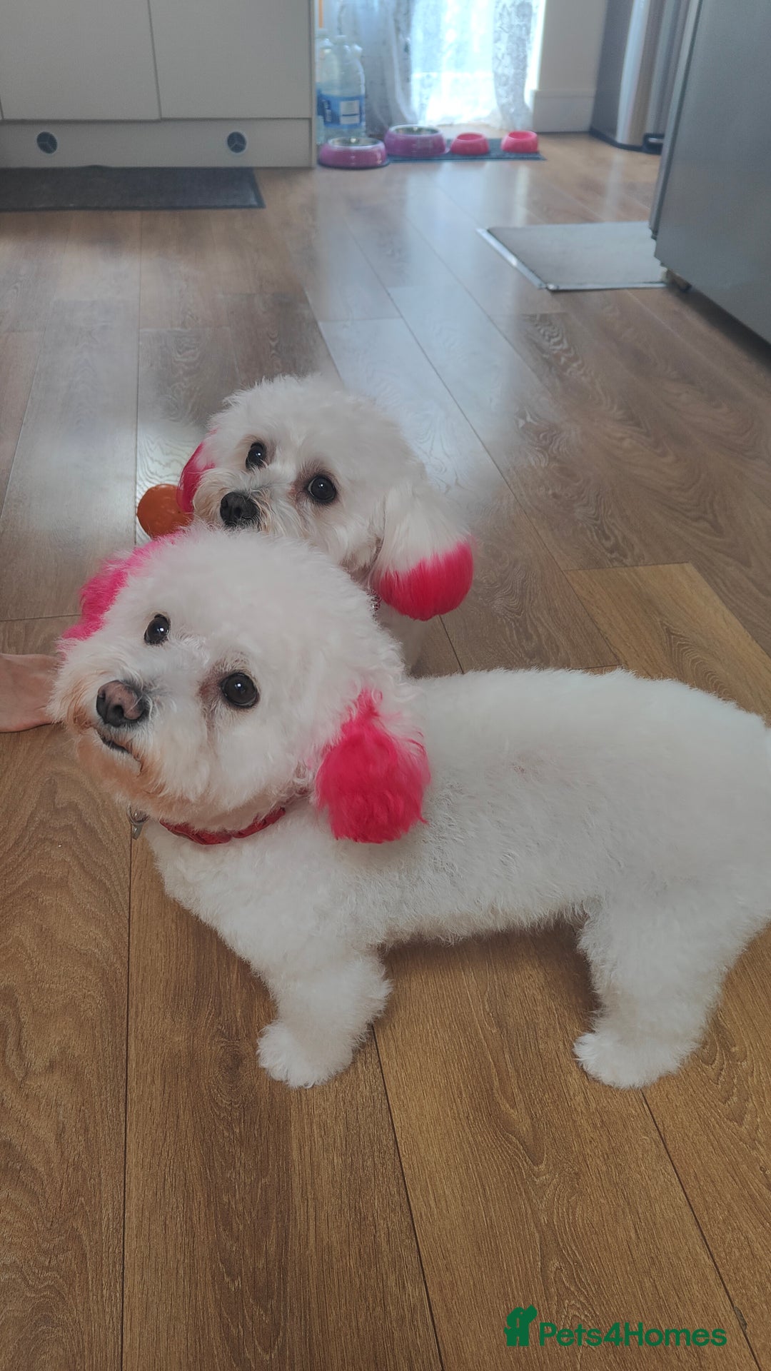 Mixed Breed dogs for sale: Maltese  - Image 3