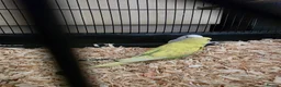 Budgerigars birds for sale: Pair of beautiful baby budgies + cage - Advert 1