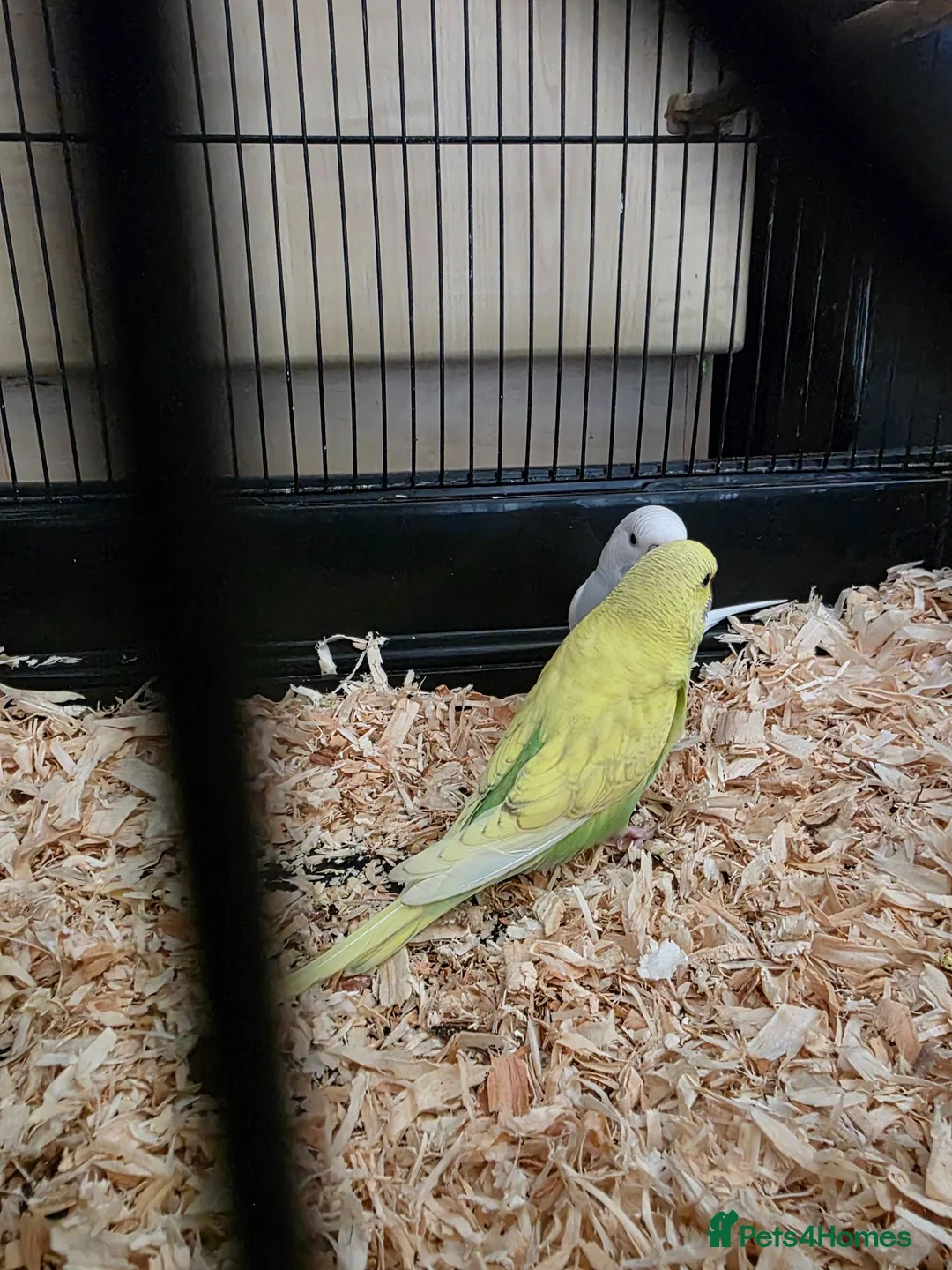 Budgerigars birds for sale: Pair of beautiful baby budgies + cage - Advert 1