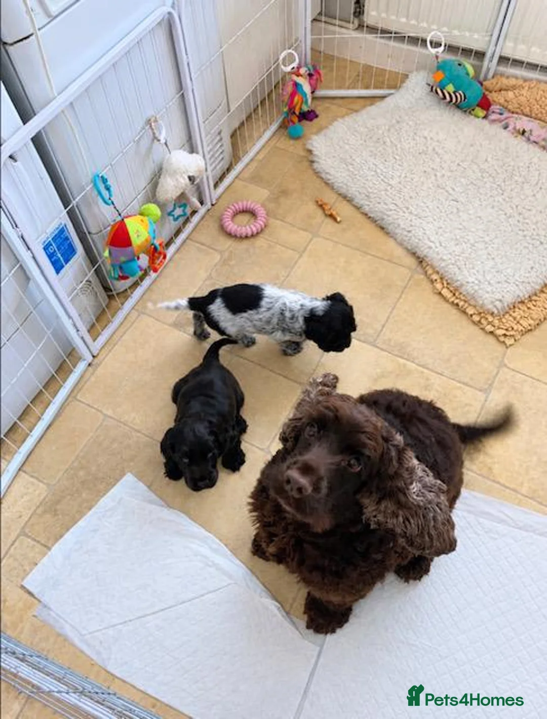 Cocker Spaniel dogs for sale: kc registered chocolate show type cockers - Advert 2
