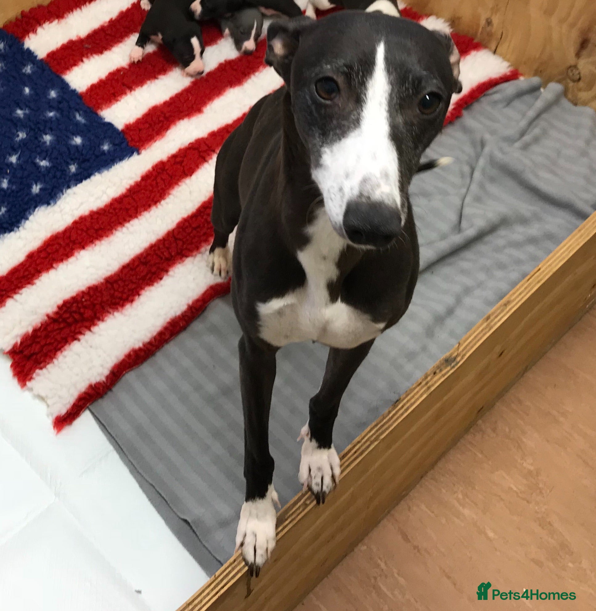 Whippet dogs Retiring blue & white whippet show girl available - Advert 1