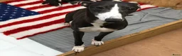 Whippet dogs for sale: Retiring blue & white whippet show girl available - Advert 1