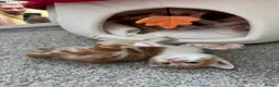 Mixed Breed cats for sale: Gorgeous ginger kittens  - Advert 6