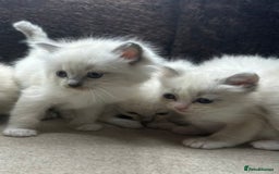 Ragdoll cats for sale: ⭐️BEAUTIFUL PUREBREED BLUEPOINT RAGDOLL KITTENS ⭐️ - Image 28
