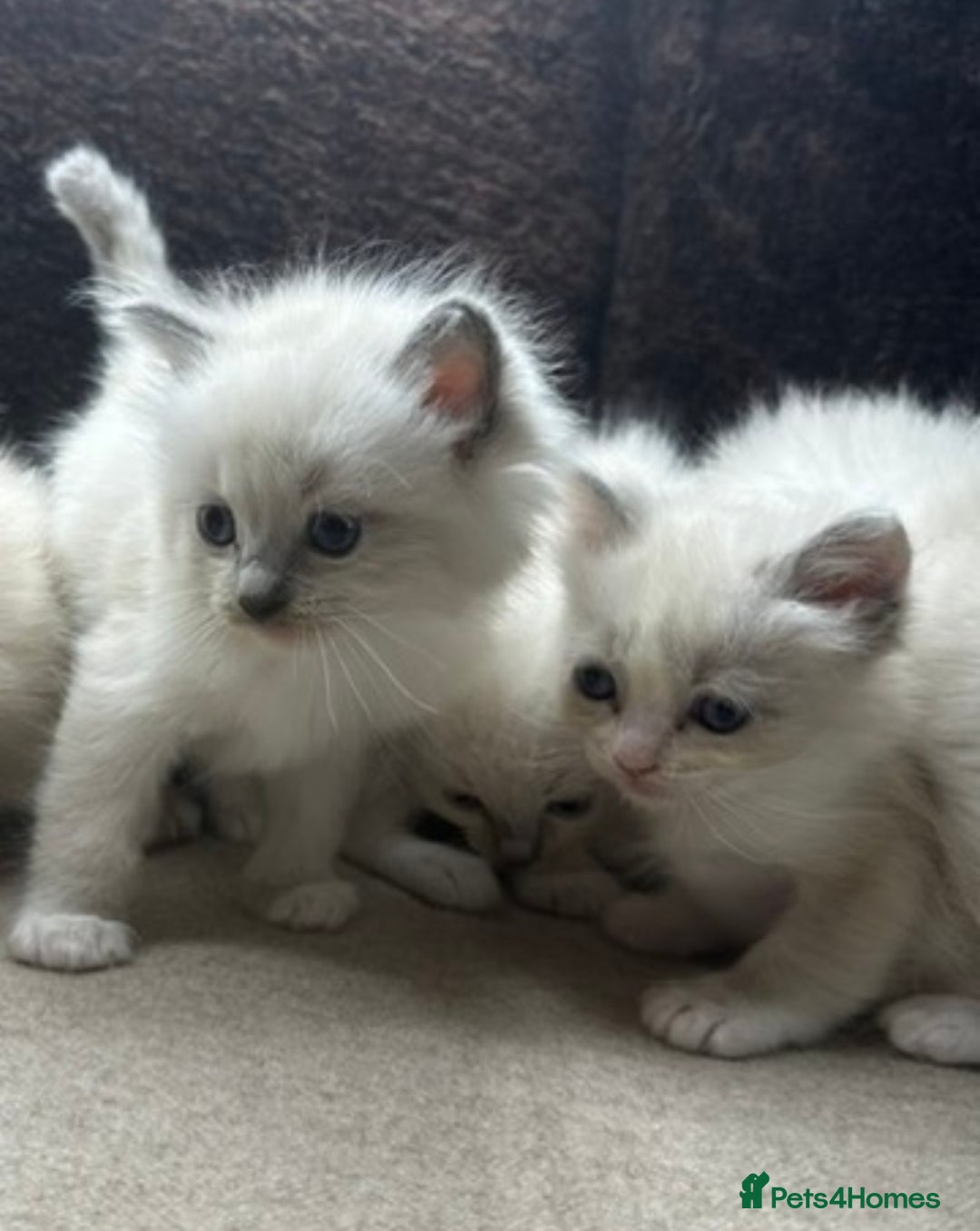 Ragdoll cats for sale: ⭐️BEAUTIFUL PUREBREED BLUEPOINT RAGDOLL KITTENS ⭐️ - Image 28