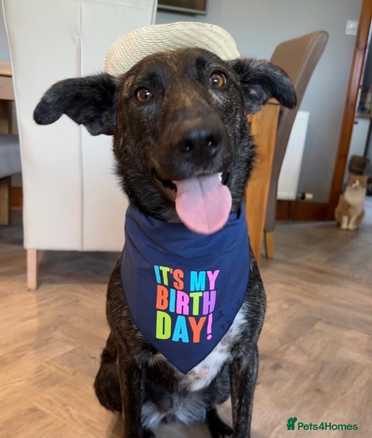 Mixed Breed dogs Ember is a 4.5 year old Belgian mali x GSD in Aberdeen - Advert 3