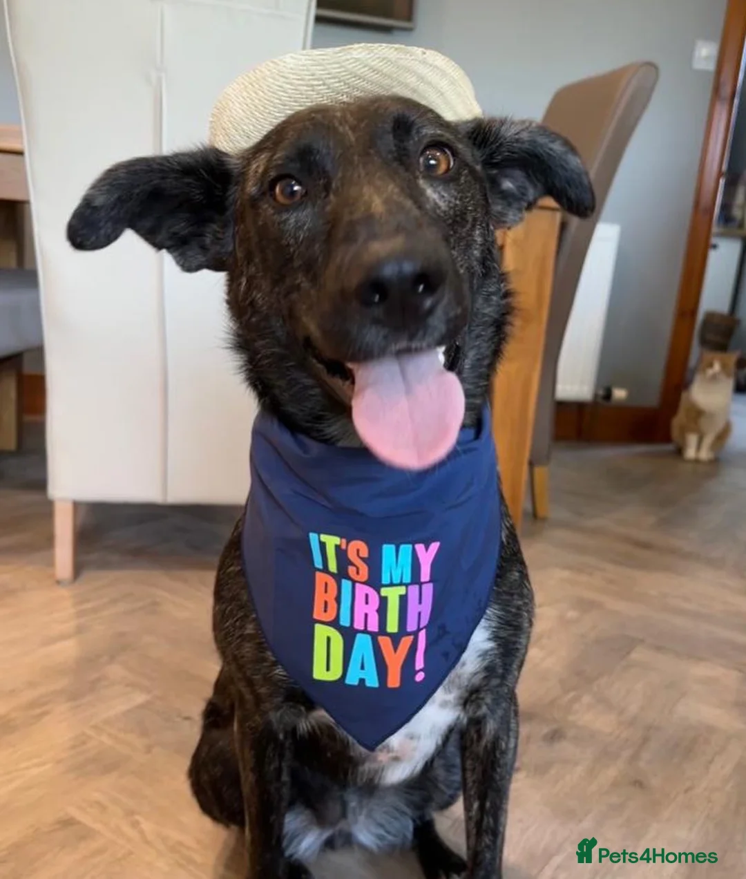 Mixed Breed dogs for adoption: Ember is a 4.5 year old Belgian mali x GSD in Aberdeen - Advert 1