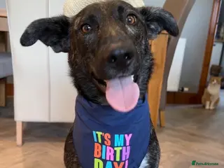 Mixed Breed dogs Ember is a 4.5 year old Belgian mali x GSD in Aberdeen - Advert 3