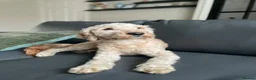 Cockapoo dogs for sale: 3 year old female cockapoo in Liverpool - Advert 3