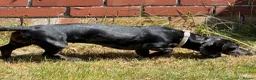 Dachshund dogs for sale: 1 year old female Dachshund for sale - Advert 2