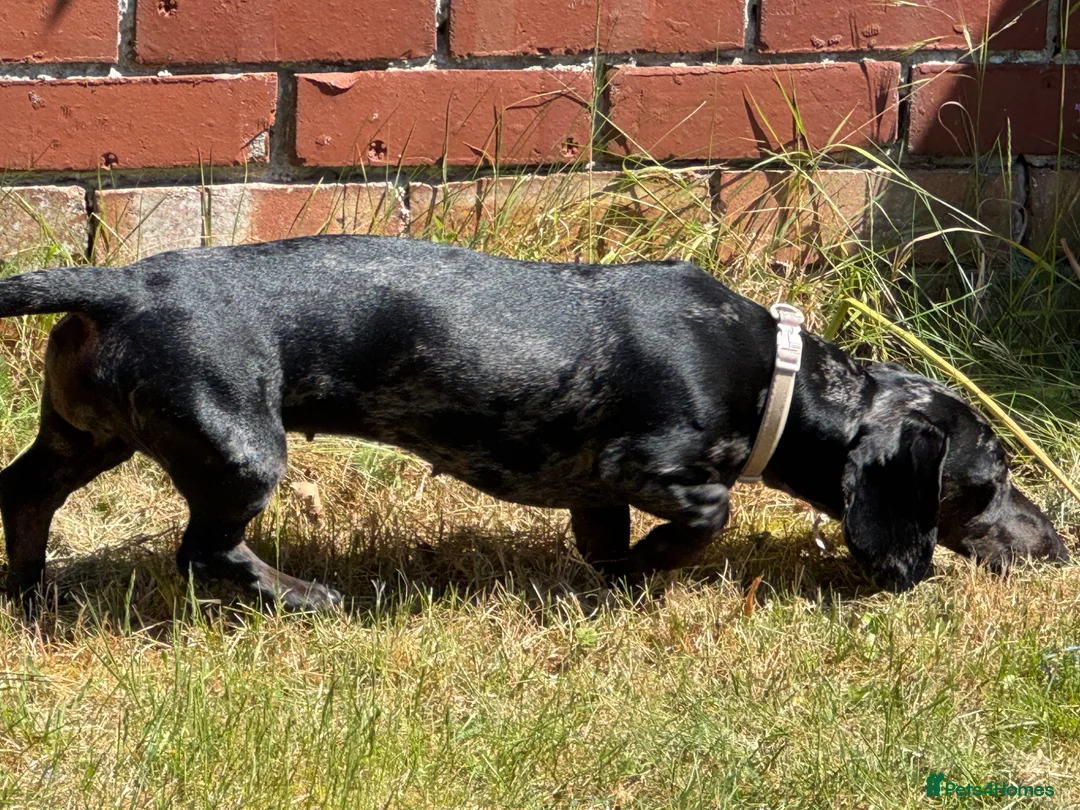 Dachshund dogs for sale: 1 year old female Dachshund for sale - Advert 2