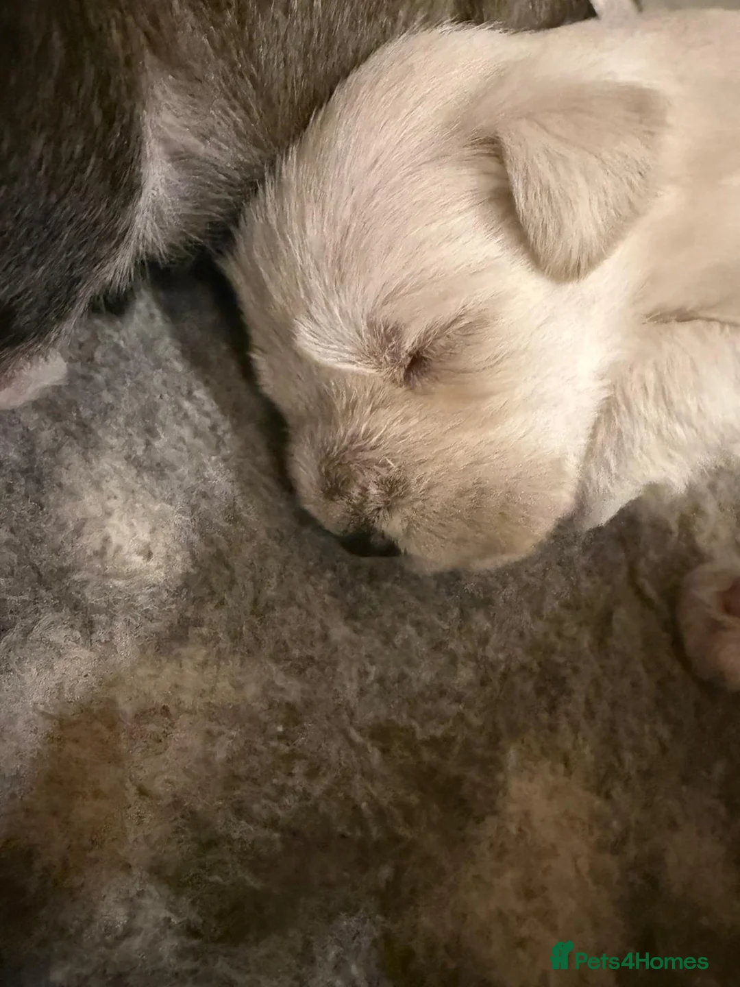 Miniature Schnauzer dogs for sale: 5*KC MINIATURE SCHNAUZER PUPPIES  - Advert 9