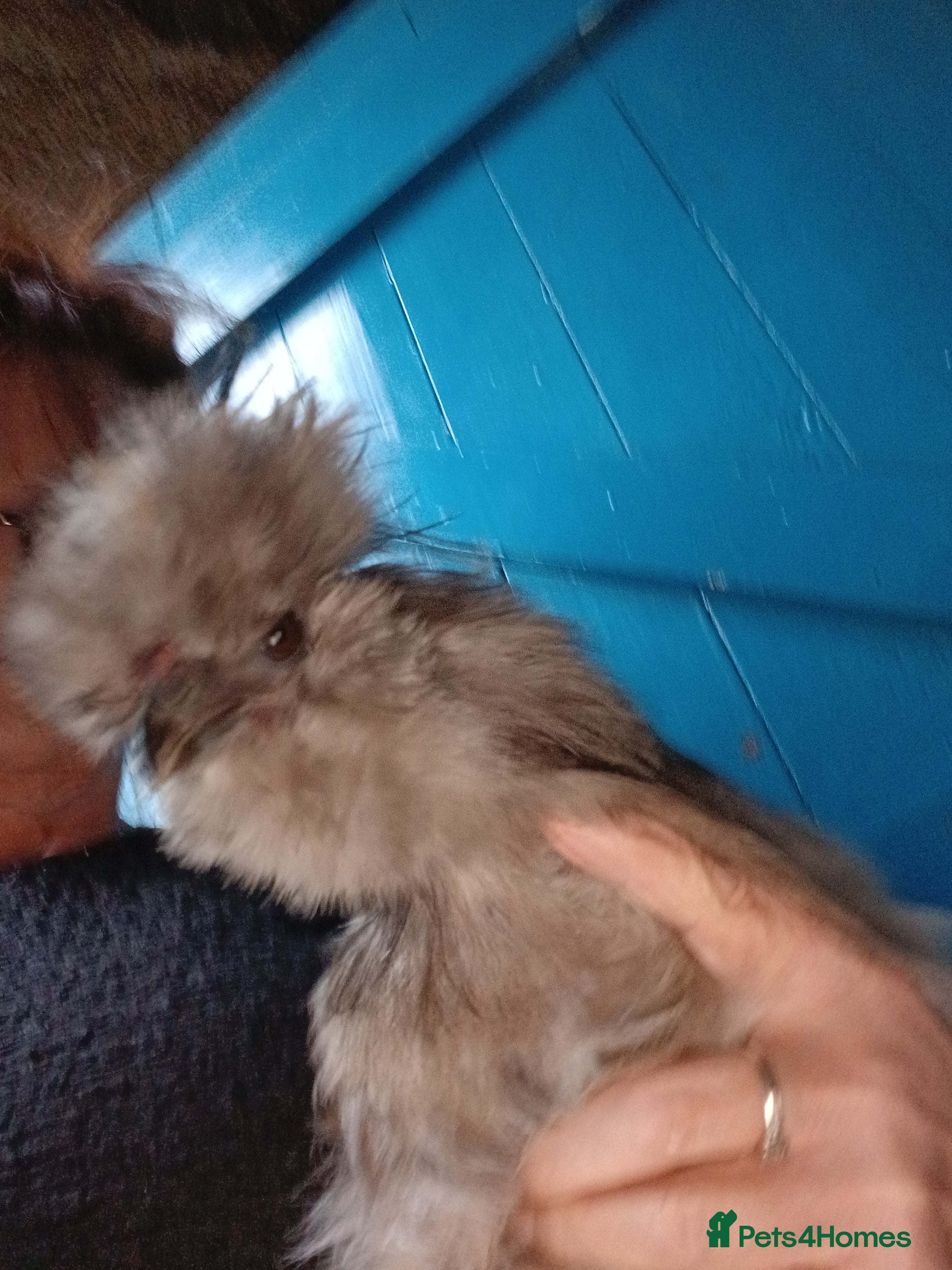 Chickens poultry Silkie chickens  - Advert 4