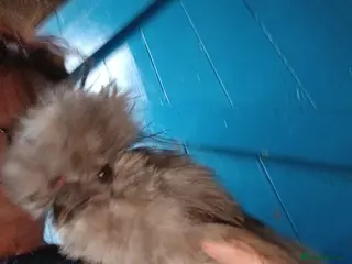 Chickens poultry Silkie chickens - Advert 4