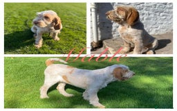 Italian Spinone dogs for sale: ITALIAN SPINONE WAITING LIST OPEN -DUE OCT - Image 31