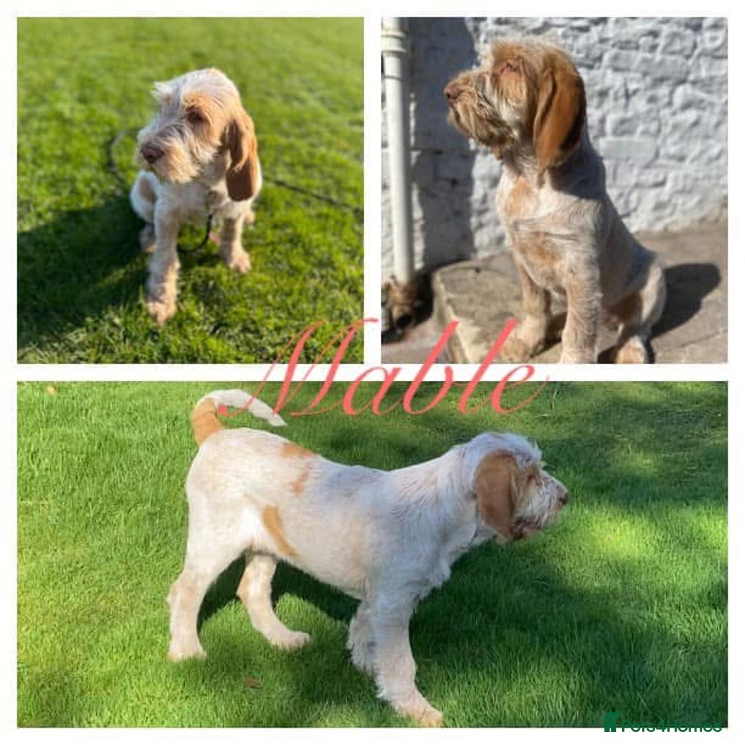 Italian Spinone dogs for sale: ITALIAN SPINONE WAITING LIST OPEN -DUE OCT - Image 31