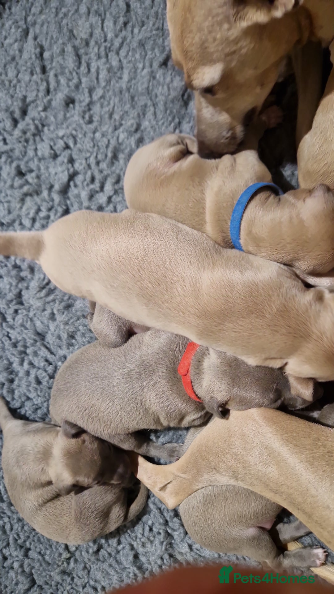 Mixed Breed dogs for sale: Beautiful Wiggy Litter 3/4 Italian Greynound - Advert 5