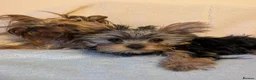 Yorkshire Terrier dogs for sale: Yorkshire Terrier ready for new home  - Advert 8