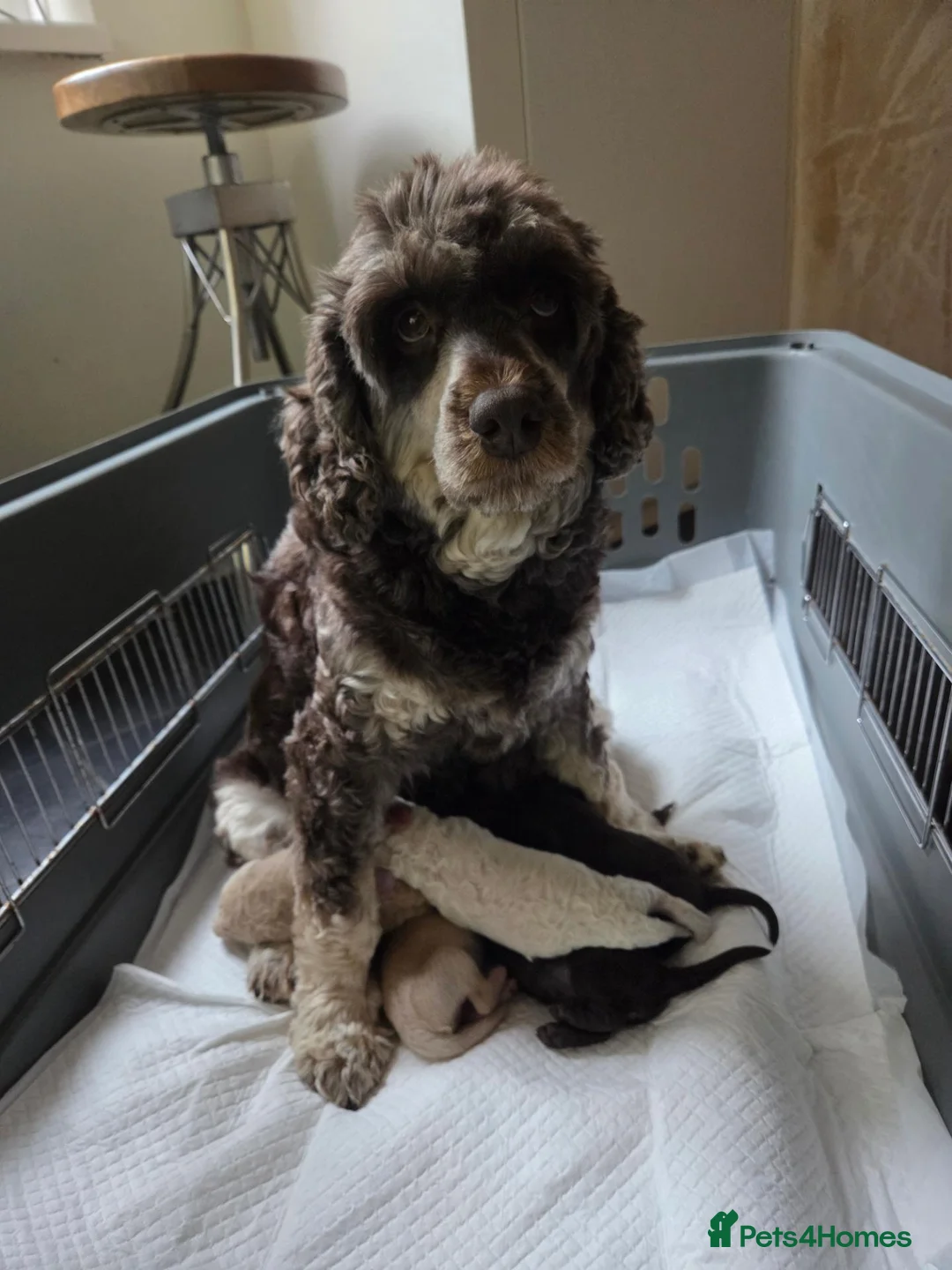 Cockapoo dogs for sale: Cockapoo puppies  - Advert 2