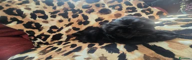 Shih Tzu 1