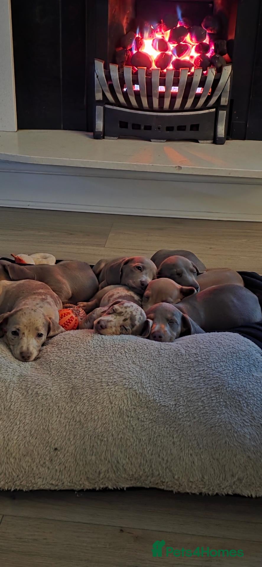 Miniature Dachshund dogs Pedigree Miniature Dachshund AVAILABLE to leave - Advert 2
