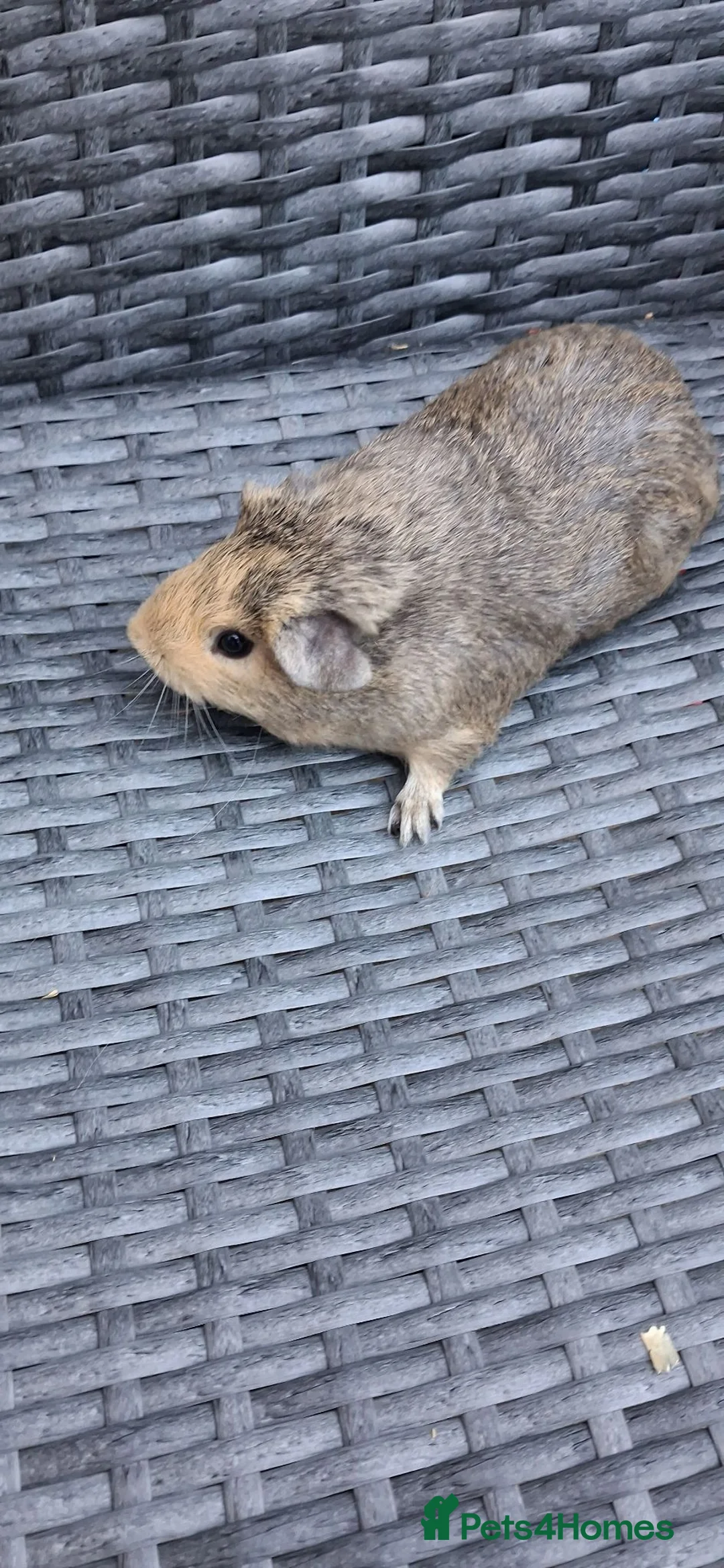 Guinea Pig rodents for sale: Baby boy guinea pigs ready to leave  - Advert 1