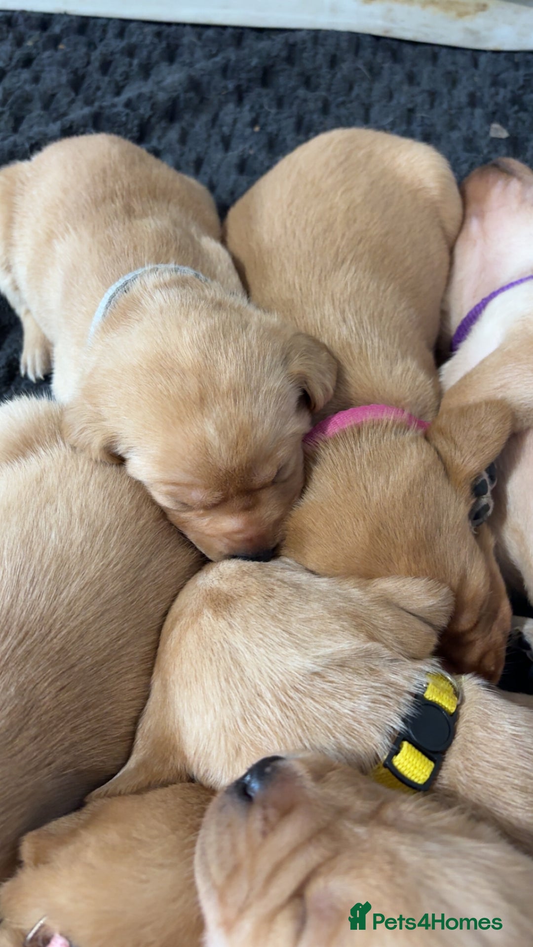 Labrador Retriever dogs for sale: Beautiful Labrador Pup - Advert 7