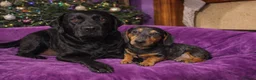Mixed Breed dogs for sale: Absolutely Stunning Dapple Dachsador Girl - Advert 5