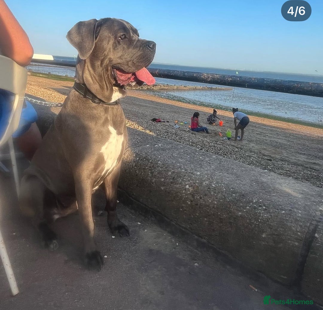 Cane Corso dogs for stud: 65 kilo Merle cane corso  - Advert 9