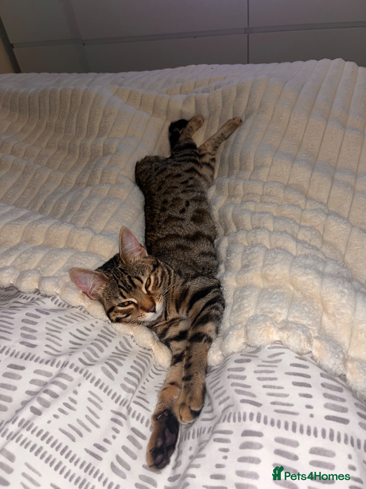 Mixed Breed cats Bengal mix kittens  - Advert 1