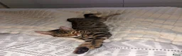 Mixed Breed cats for sale: Bengal mix kittens  - Advert 1