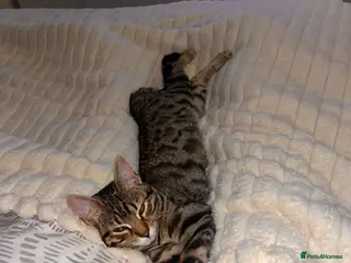 Mixed Breed cats Bengal mix kittens - Advert 1