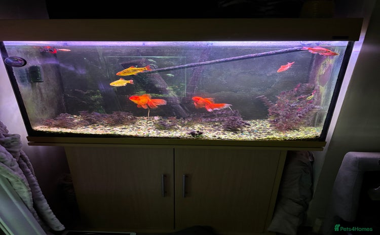 Fancy Goldfish fish - Advert 4