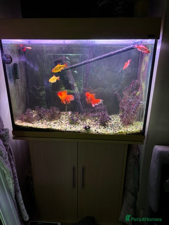 Fancy Goldfish fish - Advert 4